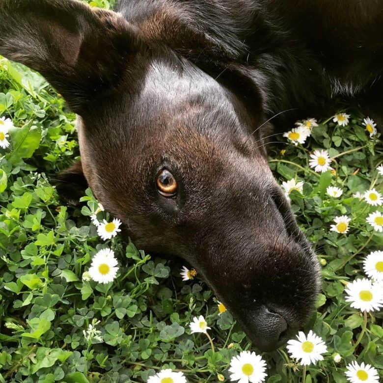 Fox Terrier Lab mix dog loves nature