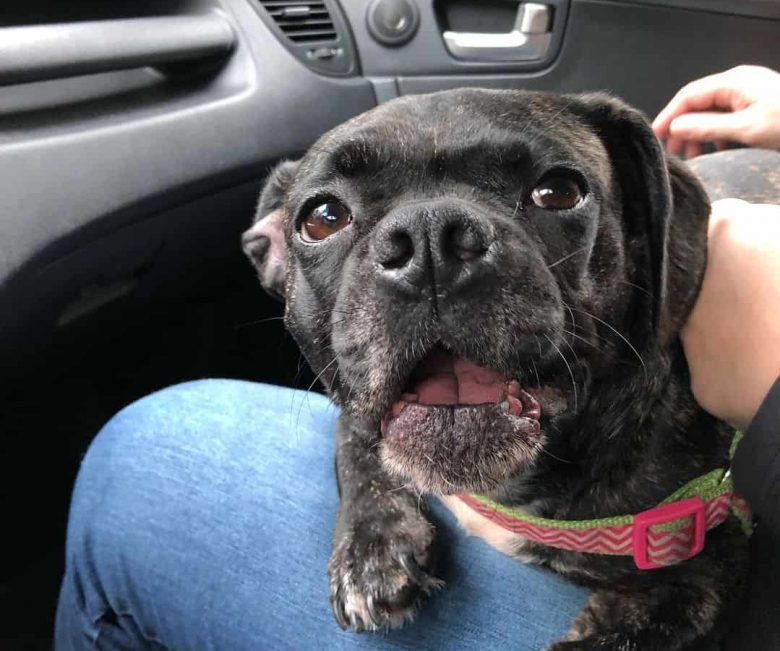 French Bulldog and Pit Bull mix dog lying on the owner's lap
