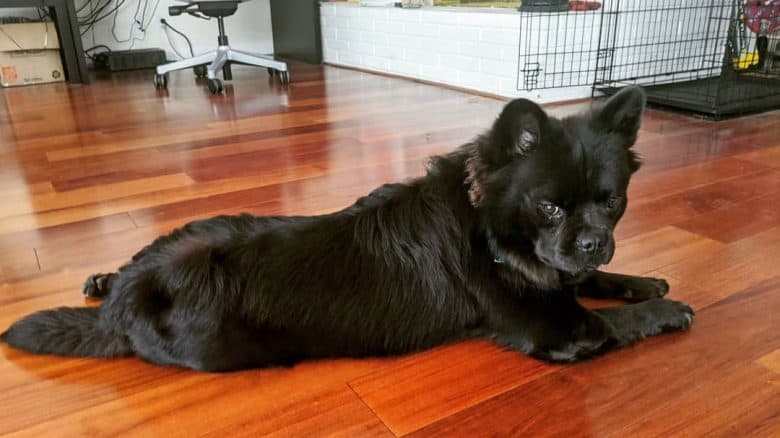 French Bulldog Chow Chow mix dog lying on the floor