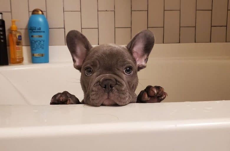 A French Bulldog puppy on a bathtub