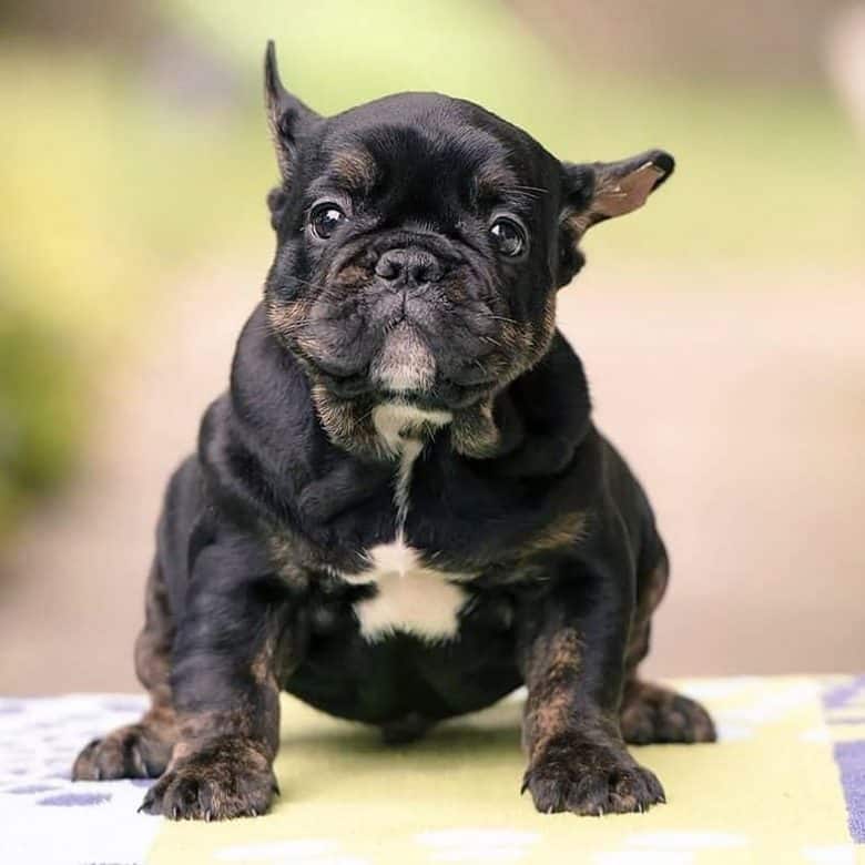 A French Bulldog puppy or a Frog dog