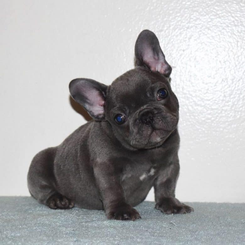 een Franse Bulldogpup die er zo schattig uitziet poseert voor een foto