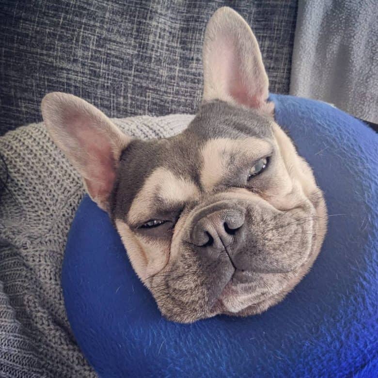 a French Bulldog relaxing with a neck pillow