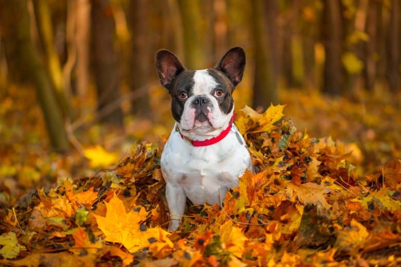 a portrait of a French Bulldog enjoying the fall leaves