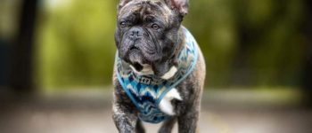 a portrait of French Bulldog strutting proudly on pavement