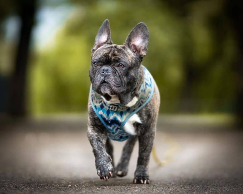 a portrait of a French Bulldog strutting proudly on pavement