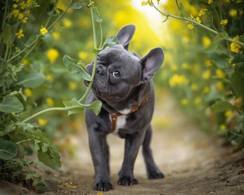 a French Bulldog walking and eating a leaf