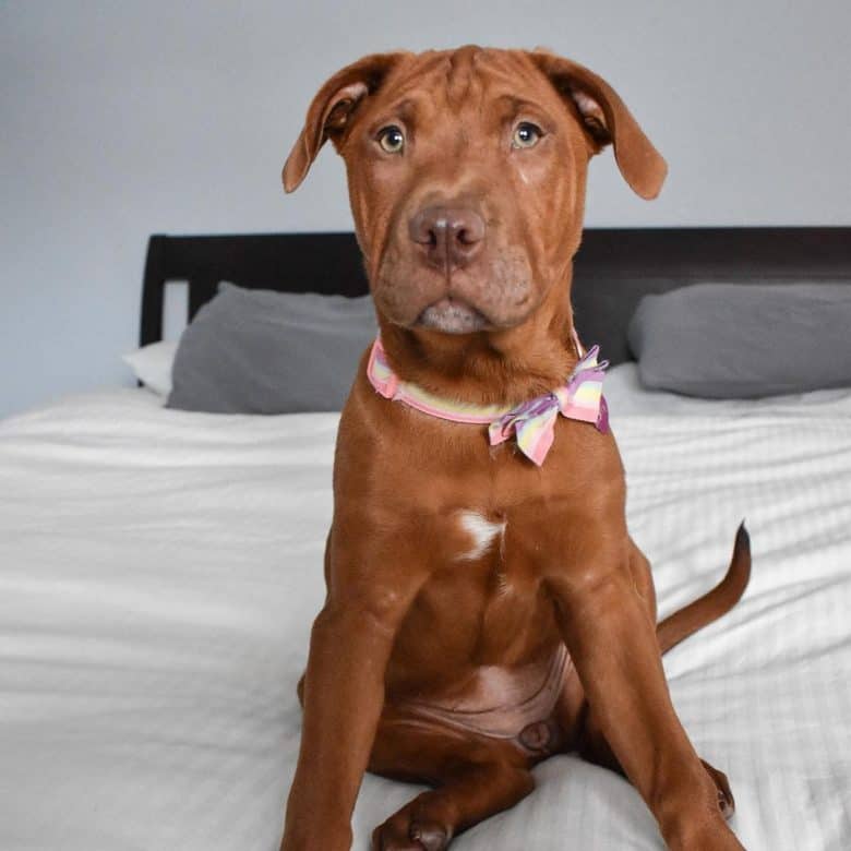 French Mastiff and Pitbull Terrier mix dog sitting on the bed