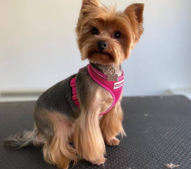 Fresh haircut Yorkshire Terrier dog