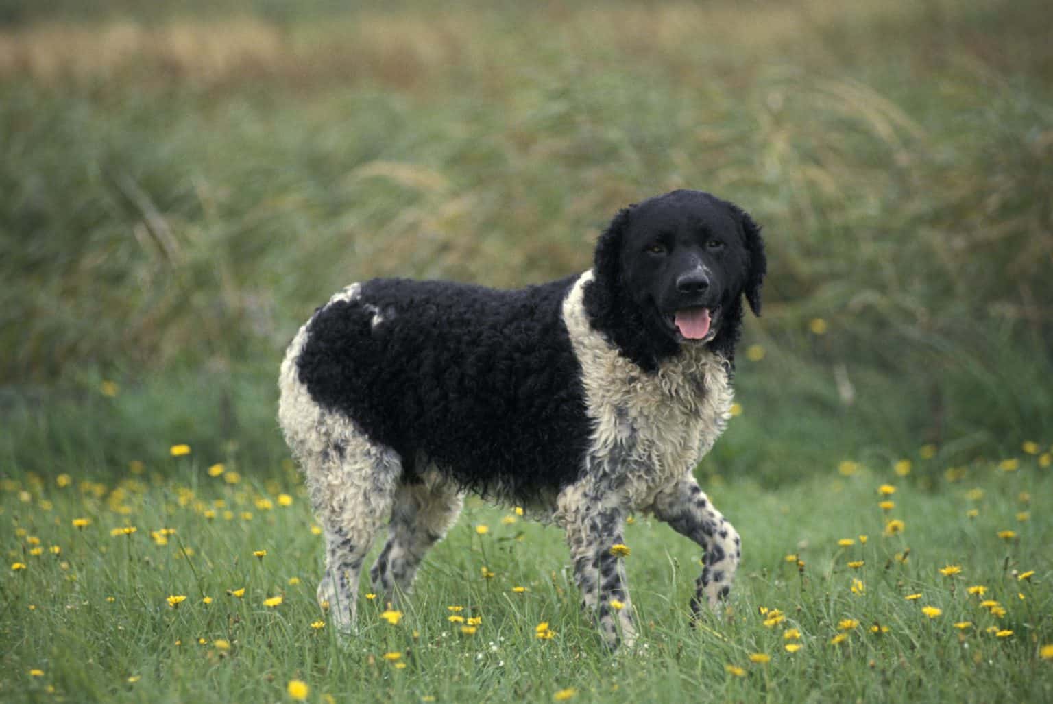 Wetterhoun A Guide to the Otter Hunting Dog K9 Web