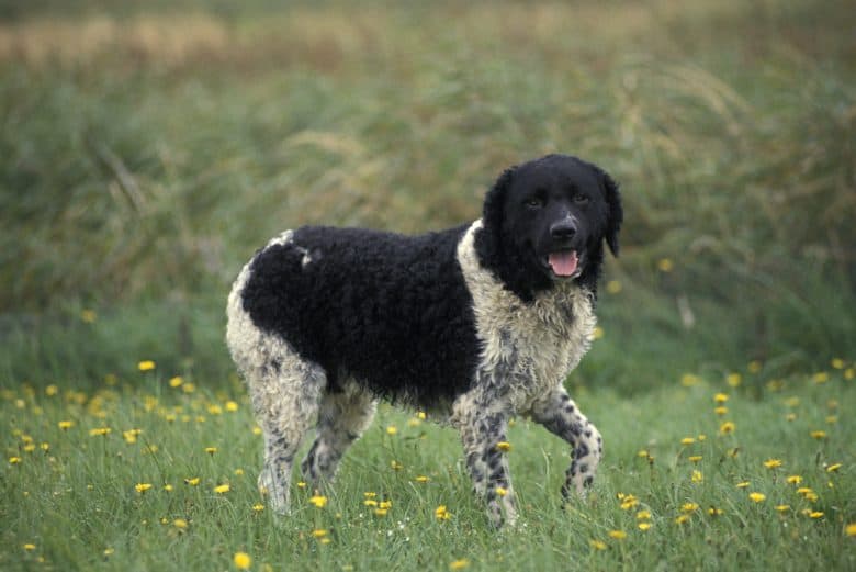 Frisian Water Dog strutting on grass with yellow flower