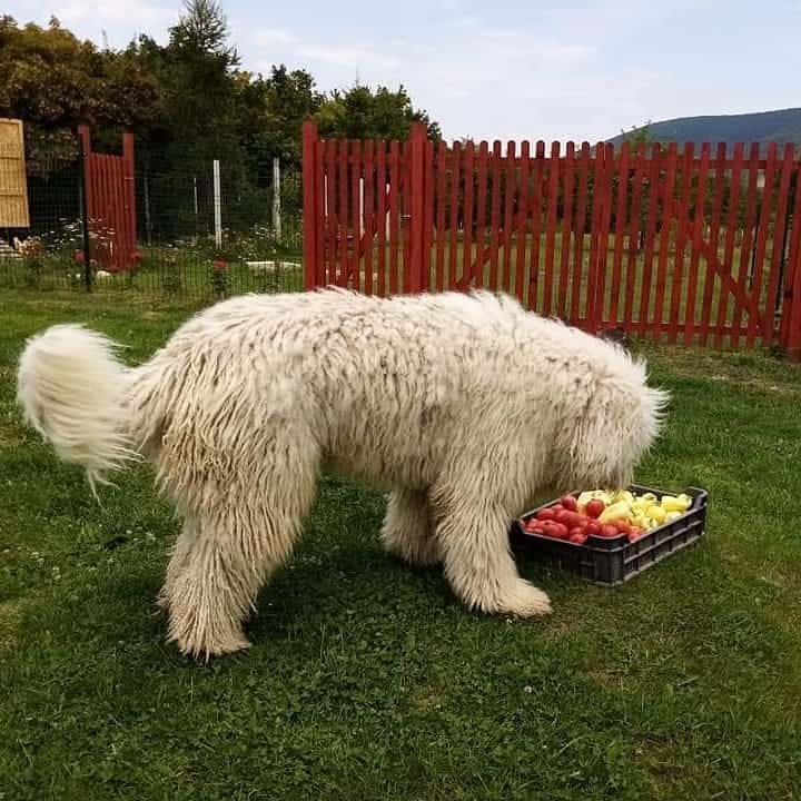 A fruit-loving Hungarian Sheepdog