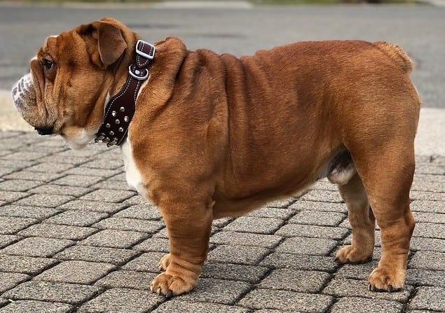 A full body image of an English Bulldog standing
