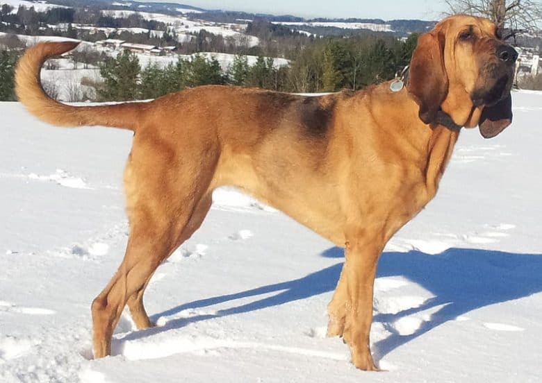 a full body portrait of a Bloodhound standing on snow