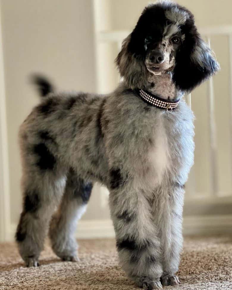 A white with black pattern Standard Poodle being attentive