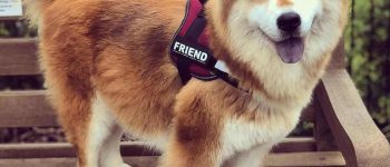 A side profile of a red Chow Husky mix standing on a bench