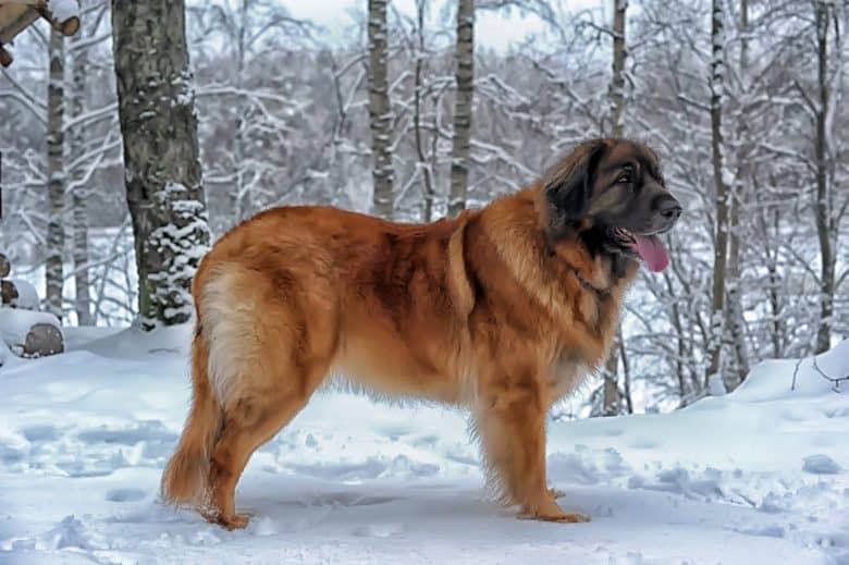 A full body side profile portrait of a Gentle Giant Leonberger