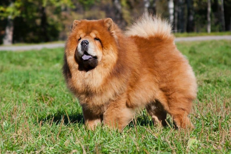 A portrait of a full bred Chow Chow standing in a garden
