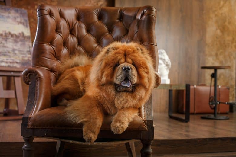 A full bred Chow Chow sitting regally in a arm-cushioned chair