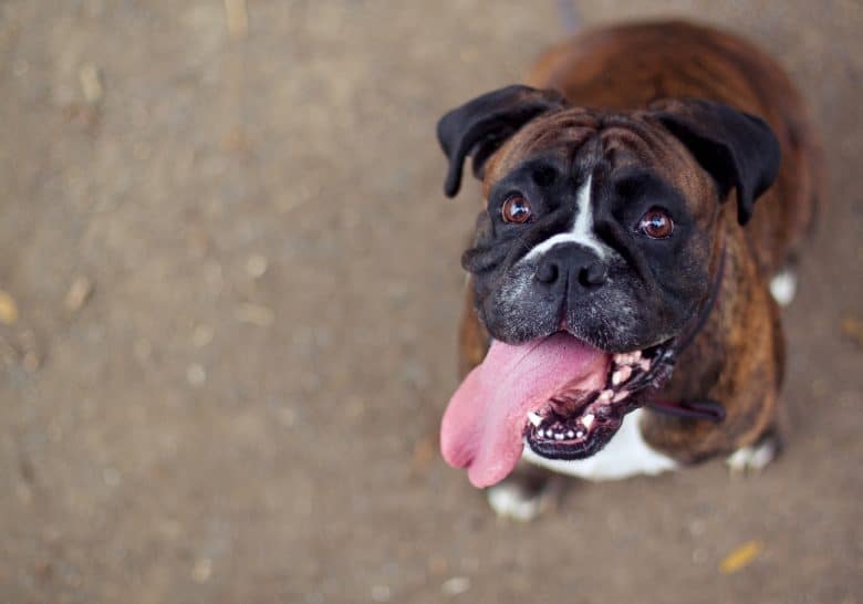 Cute Boxer Dog with funny face
