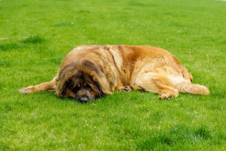 A Gentle Giant laying comfortably on the grass