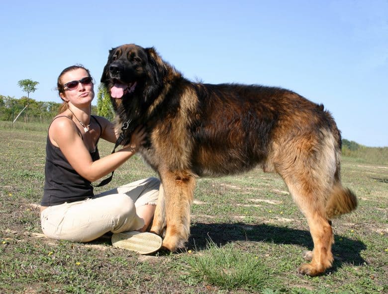 Leonberger sales full grown