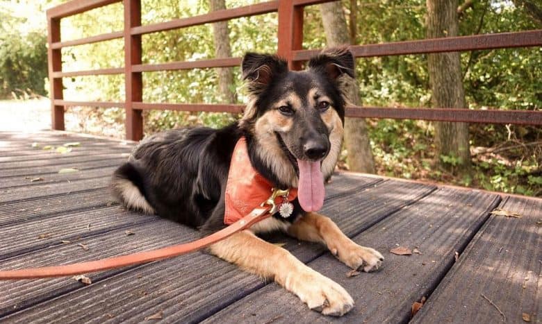 German Australian Shepherd mix dog resting on the mini bridge