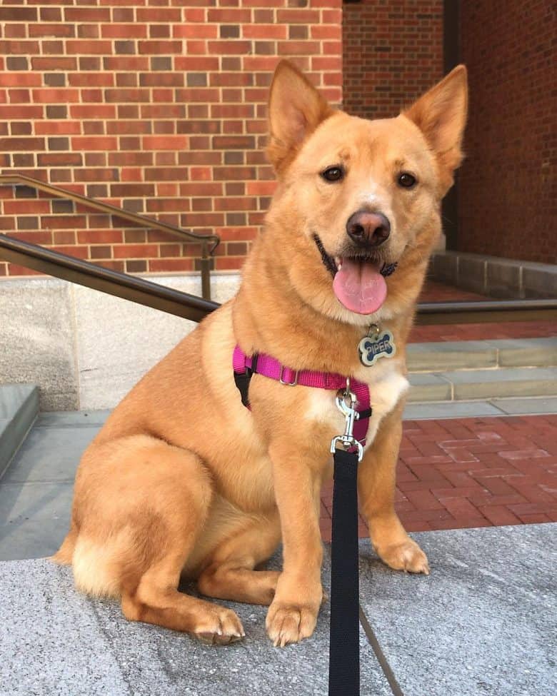 German Shepherd and Chow mix dog portrait