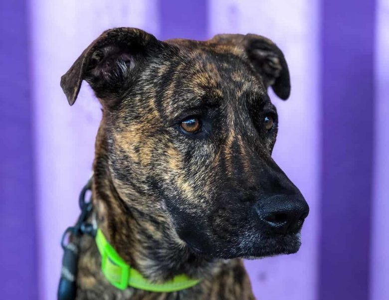 German Shepherd and Pit Bull mix dog