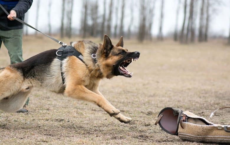 German Shepherd baring his teeth in a training