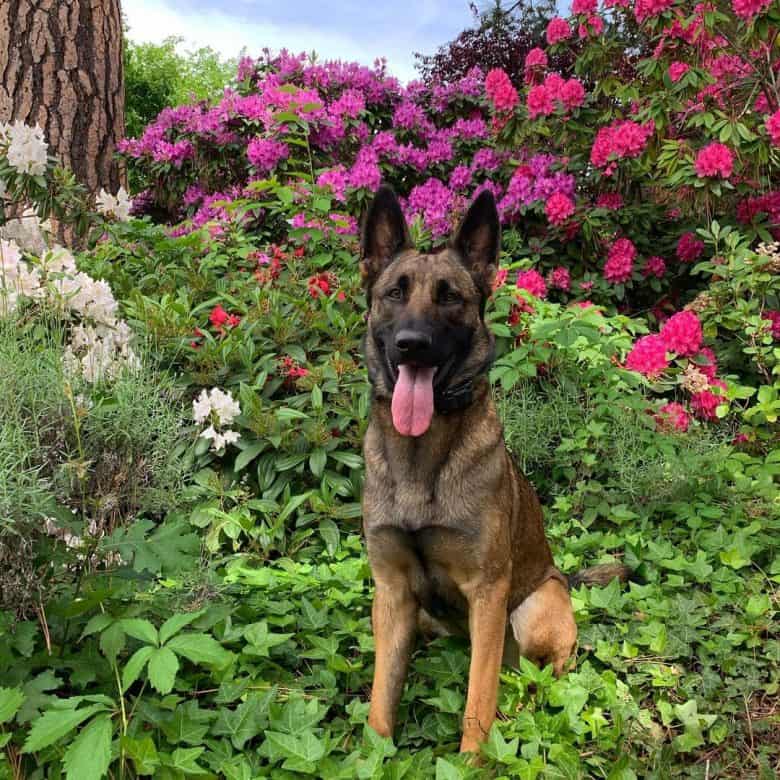 The Belgian Malinois German Shepherd mix in a garden full of flowers