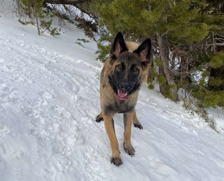 The Belgian Malinois German Shepherd mix playing in the snow