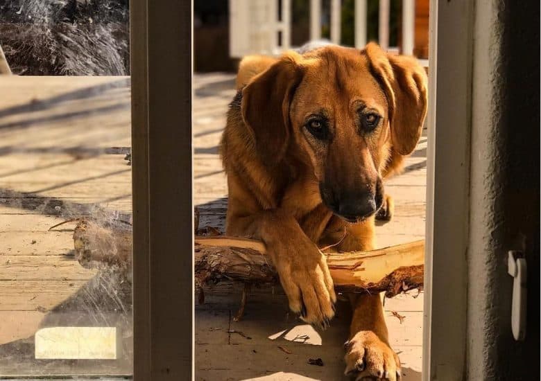 Bloodhound German Shepherd mix holding a tree branch