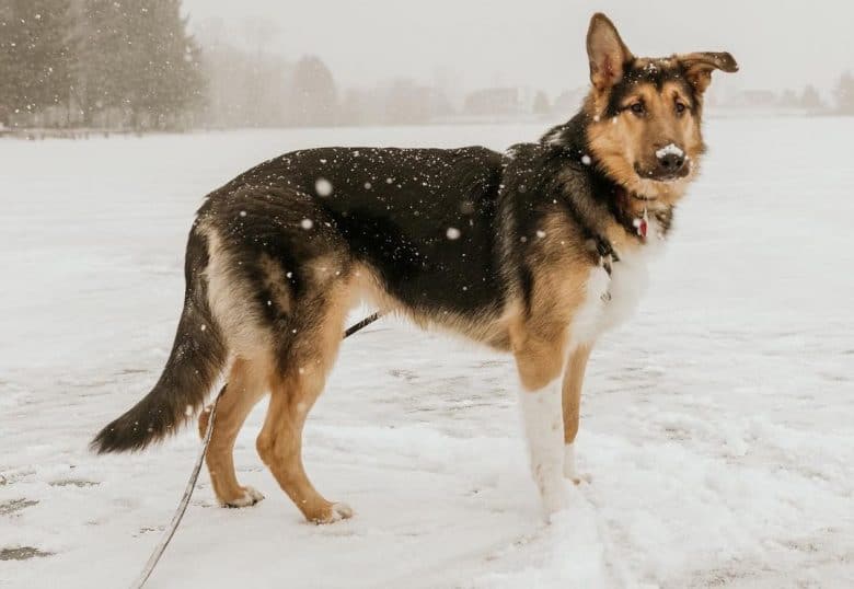 a German Shepherd Border Collie outside while snowing