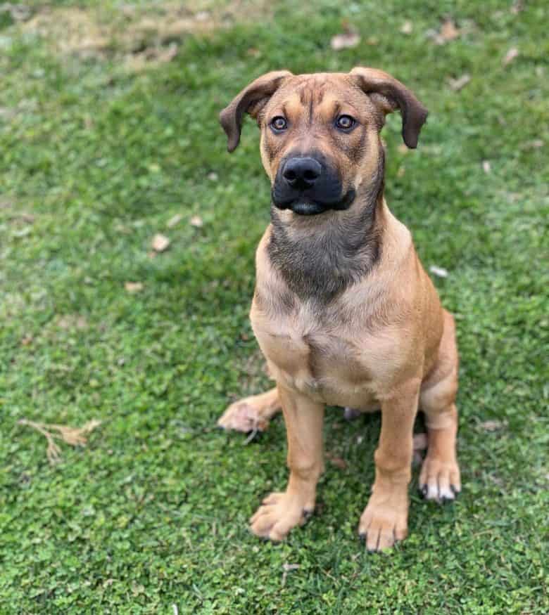 A Complete Guide to the Huge, Loyal Bullmastiff - K9 Web
