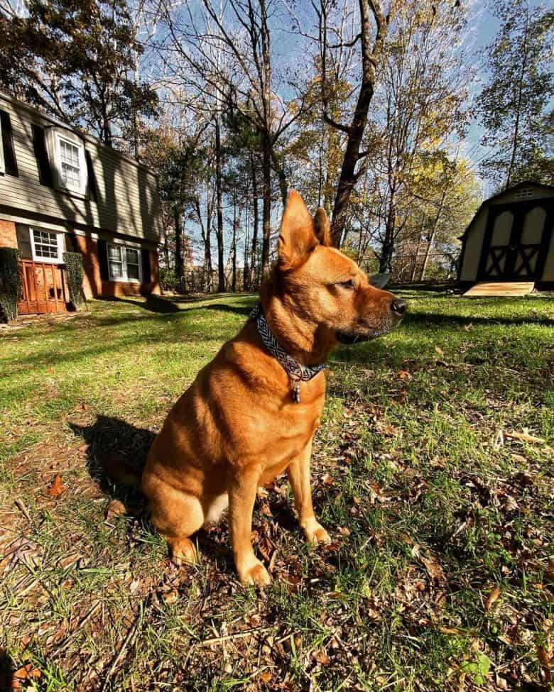 A German Shepherd Chow mix looking attentively on the side