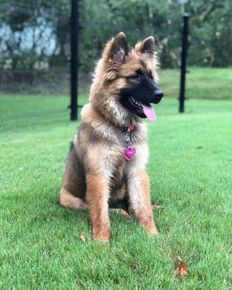 A smiling German Shepherd Chow mix sitting on the grass