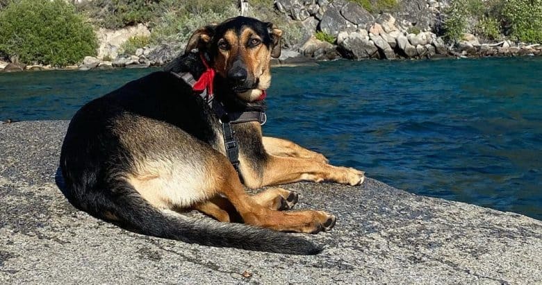 a German Shepherd Doberman laying on the rock under the sun near a lake