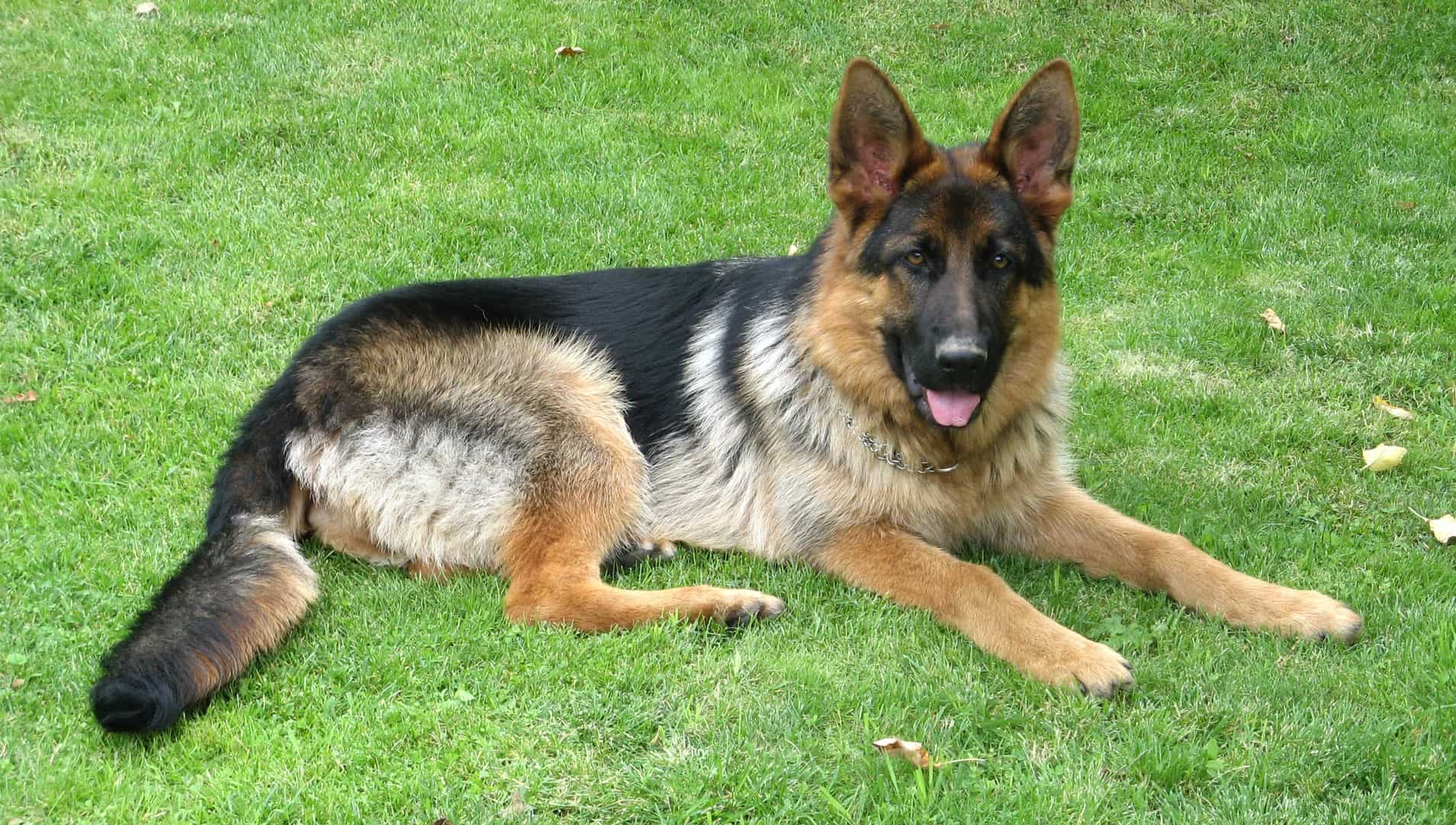 The German Shepherd Life Span and all you need to know K9 Web