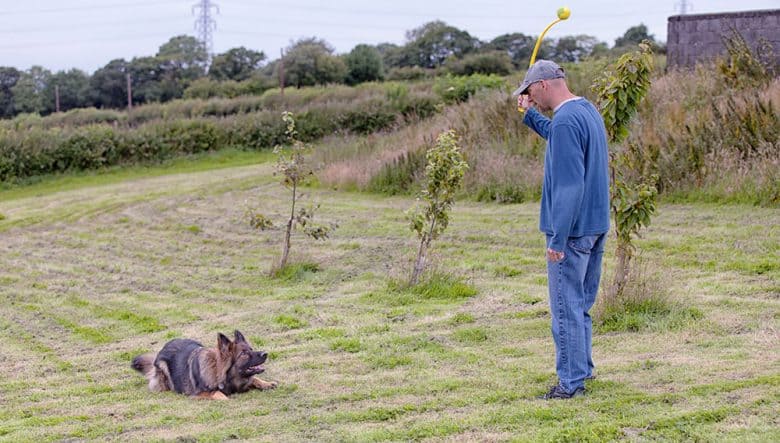 German Shepherd dog doing crouch training