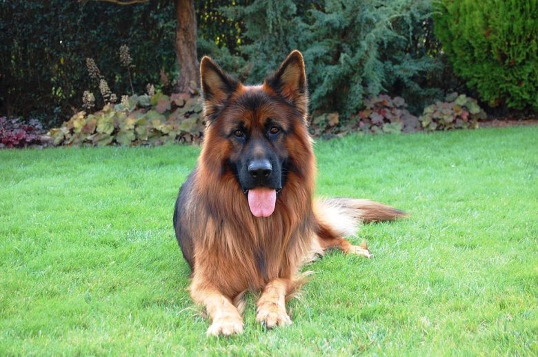 A long haired German Shepherd laying on the grass