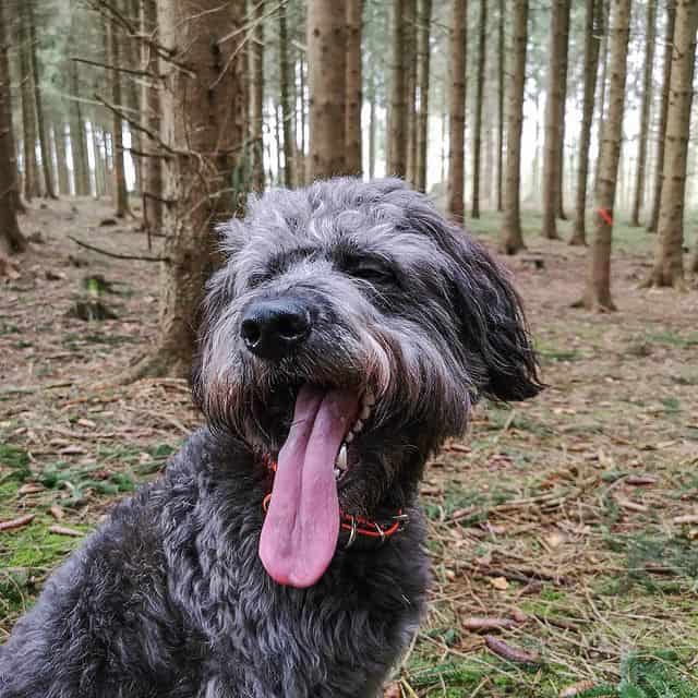 German Shepherd Poodle mix making goofy face in a forest