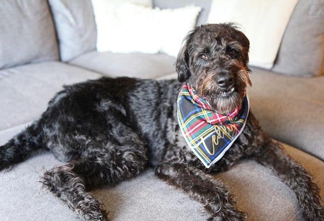 Adorable German Shepherd Poodle mix relaxing on the sofa