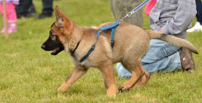 German Shepherd puppy training