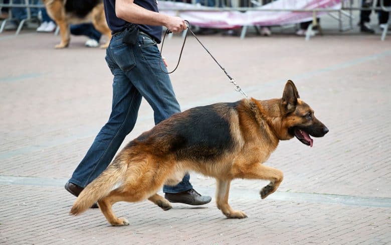 German Shepherd walking with the trainer