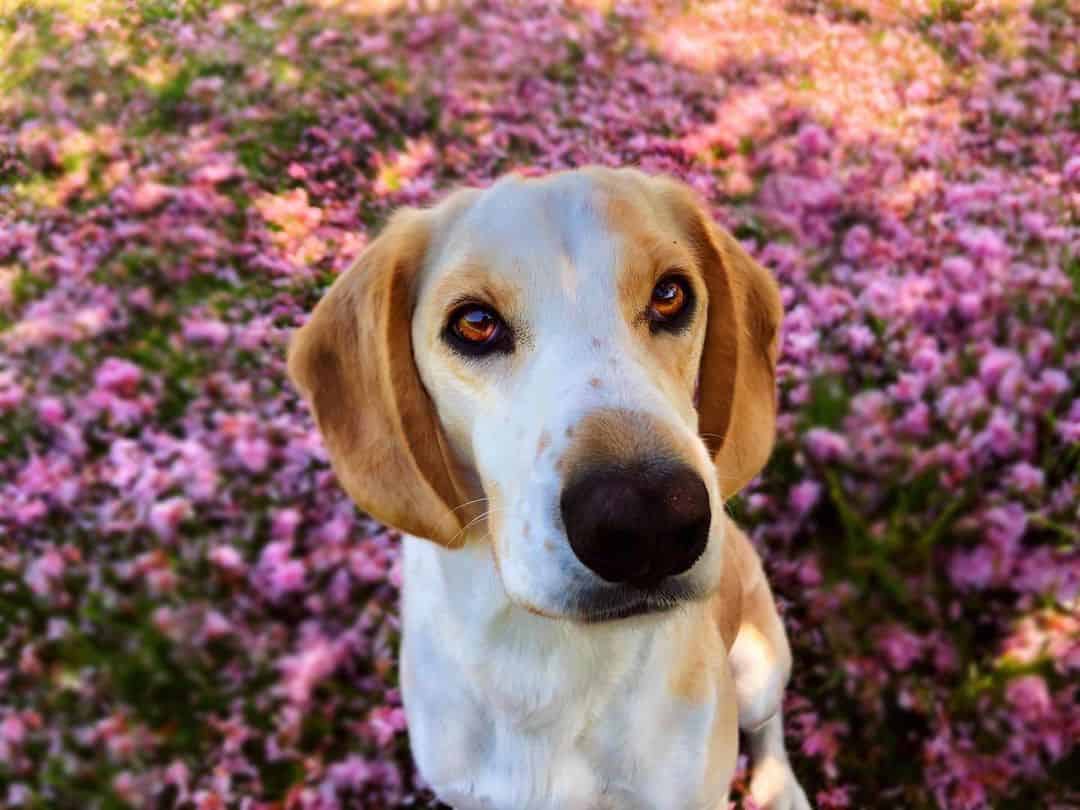45 of the Best Beagle Mixes You’ll Want to Meet K9 