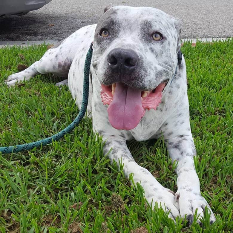 German Shorthaired Pointer and Pit Bull mix dog lying on the grass