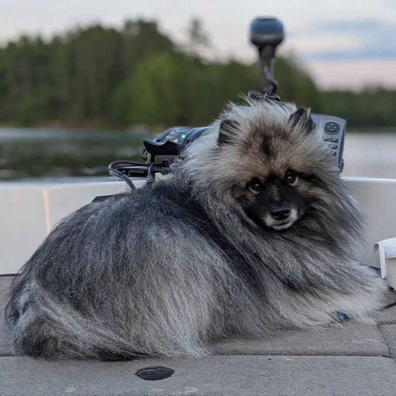 A German Wolfspitz laying down and looking