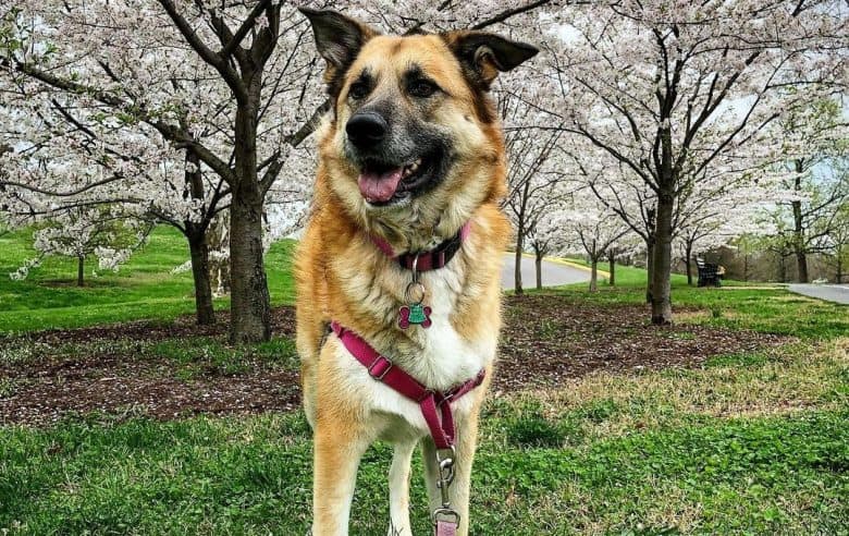 a Germanees standing proudly with cherry blossoms behind