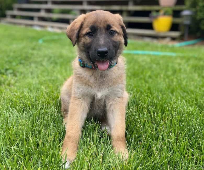 a joyful Germanees puppy sitting on the grass